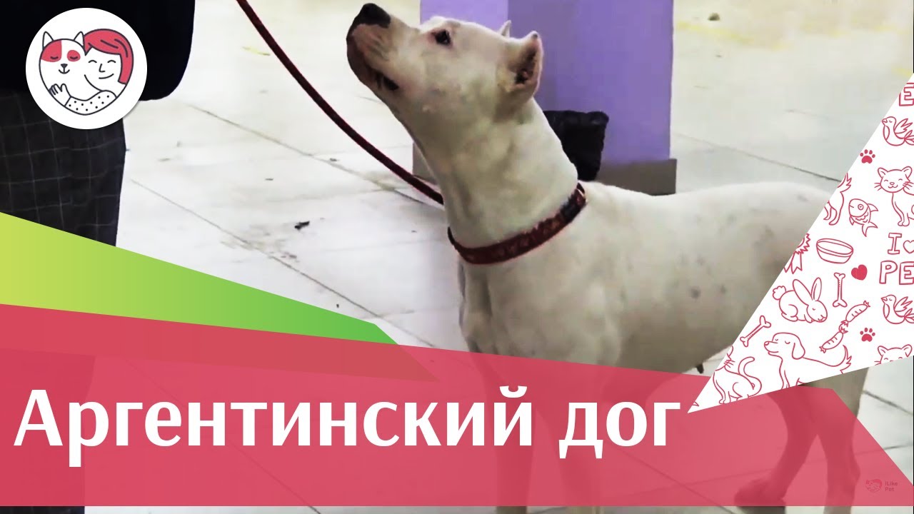 Аргентинский дог на ilikepet. Особенности породы, уход