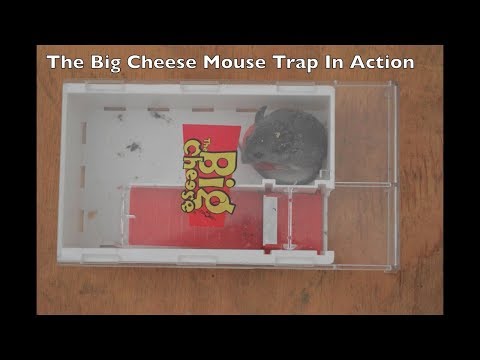 The BIG CHEESE Live Catch Mouse Trap In Action With Motion Cameras
