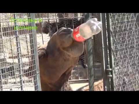 Лозицкий М  Путешествие