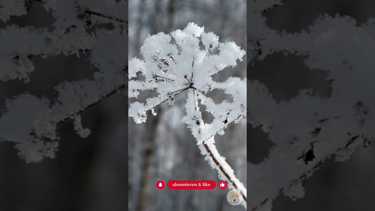 Pflanzen trotz Frost? Ja – wenn du diesen Fehler vermeidest - Gartenexpedition #naturgarten #shorts