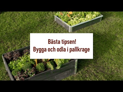 Bästa tipsen för att bygga och odla i pallkrage