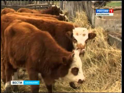 Вести «Калмыкия»: дневной выпуск 16.09.2015
