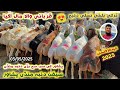 Saifan Dumba Mandi Peshawar 03 05 2025 New Updates Turkey Balkhi Sheep Price Qurbani Izhar Ali