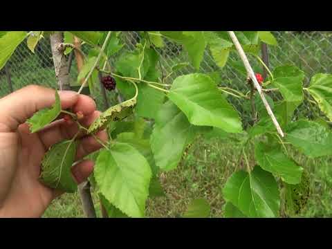 Ogrodowe pierdamony 64 - reklamacyjne sadzonki  - co u nich ?