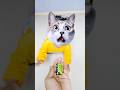 Billi Boli Meow Meow Funny Cat Trendingshorts Shorts Viralshorts Billi Cute