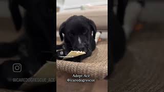 Video preview image #1 Poodle (Standard)-Unknown Mix Puppy For Sale in Corona, CA, USA