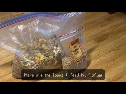 About hamster diet | What I feed to my hamster 🐹