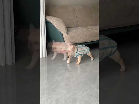 Dogs also love fashion, and dogs can even wear cute pets daily records. French bulldogs. Animal co