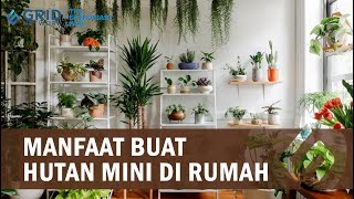 Ketahui Manfaat Memiliki Banyak Tanaman di Rumah dan Buatlah Hutan Mini di Rumah!