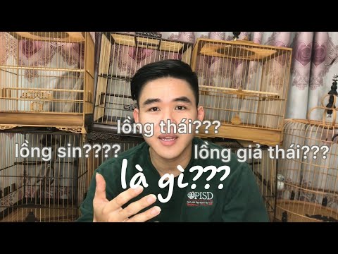 Giải thích các tên gọi lồng SIN ,THÁI,GIẢ THÁI, lồng ĐẤU I LH 0908.561.943