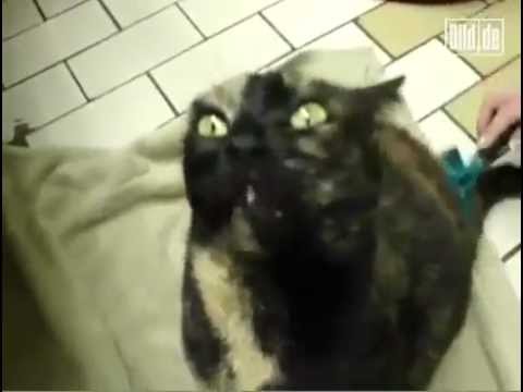 BILD berichtet - Katze vom Teufel besessen - Kirche weist Verantwortung von sich