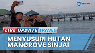 Melihat Keindahan Wisata Hutan Mangrove di Tongke-Tongke Siginjai, Cocok Dikunjungi saat Akhir Pekan