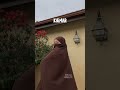 Hijab Vs Khimar Vs Jilbab Shorts