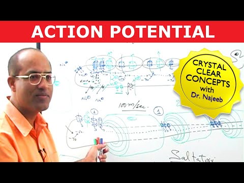 Action Potential in Neurons | Neurology | Dr Najeeb