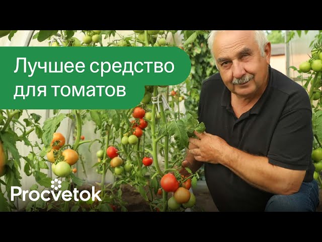 ПОСЛЕ ЭТОГО ТОМАТЫ НЕ ЗАБОЛЕЮТ! Вот чем обработать томаты во второй половине лета