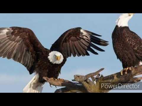 Iti multumesc, ionica din medias