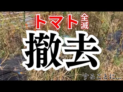 トマトの疫病の蔓延を阻止する奇跡のヒント!  庭園