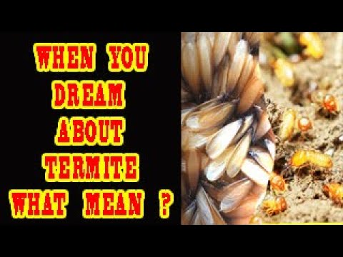 WHEN YOU DREAM ABOUT TERMITE WHAT DOES IT MEAN ?