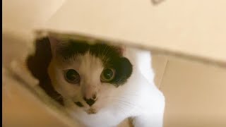 この後猫に襲われました…