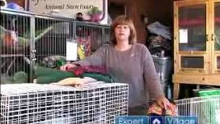 Traveling with a Pet Ferret : Cages for Pet Ferret Travel