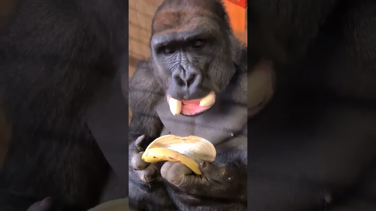 Gorillas’ Diet Exploring if Banana Peels are a Part of Their Meal Plan