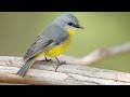 Wings Of Wonder Exploring The Avian World Nice Bird To Biutiful