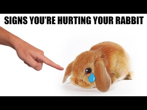 , title : '12 Signs You're Hurting Your Rabbit Without Realizing'