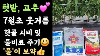 텃밭, 고추???? 7월초 웃거름 주기(헛골시비 및 물비료) ???? 물이 보약입니다????