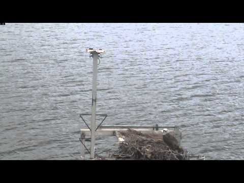 Osprey Chick in Port Lincoln's First Flight