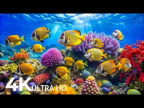 DREAM AQUARIUM 4K - Marine Life, Sea Animals and Coral Reef - Fish Tank Sounds for Deep Sleep #60