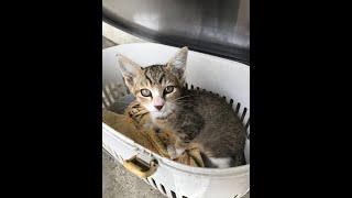 トトちゃん