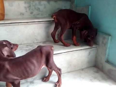 Doberman at cheapest price 10000