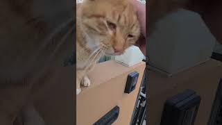 野良猫との戯れ96 #野良猫