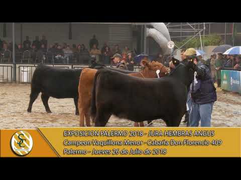 26-07-18 Campeonato Vaquillona Menor - Jura Hembra Angus - Palermo