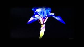 just one   1 with fun