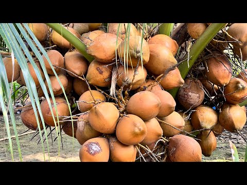 Giống dừa đỏ Mã Lai đạt chuẩn do Sở Nông Nghiệp Bến Tre chứng nhận cây dừa mẹ , liên hệ Cơ sở Minh Hậu 0987639100