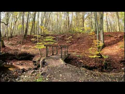 Scenic MTB Autumn🚴🏽‍♂️🍂🍁🌞Indoor Cycling Workout Ultra HD Video