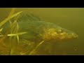 TOPWATER WALLEYE BLOW UPS!!  - SPECTACULAR UNDERWATER VIDEO!!