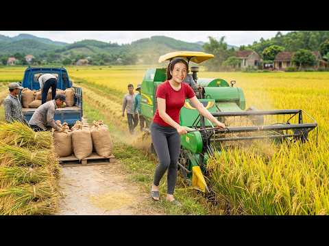 Harvesting New Rice Crop | Transport Heavy Rice Bags by Truck - 大量收割新稻米作物 | 使用卡車運送沉重米袋到市場