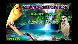 Download lagu MASTERAN KENARI ISIAN BLACKTHROAT CIBLEK SIKATAN LONDO mp3