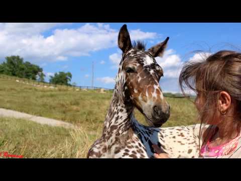 ”Michelle's Horses”-Sărulești(Bz)