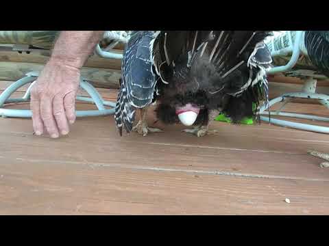 Turkey laying egg