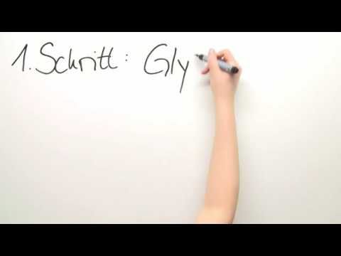 GLYKOLYSE UND CITRONENSÄUREZYKLUS | Biologie | Stoffwechselbiologie