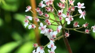 Bill Evans: A Face Without a Name