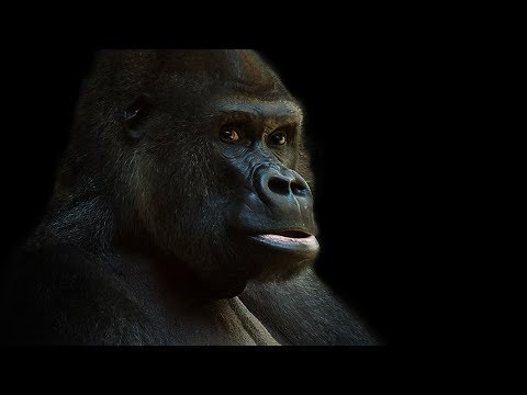 Harambe Forever  🦍 Rucka Rucka Ali