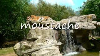 GENE PAGE.... ALL OUR DREAMS COMING TRUE.....INSTRU...wmv