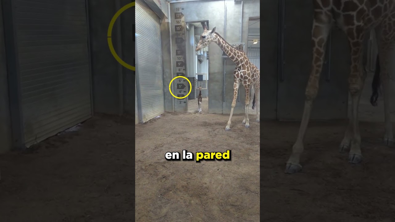 Esta Jirafa Bebé Parece Pequeña Pero... 🦒❤️