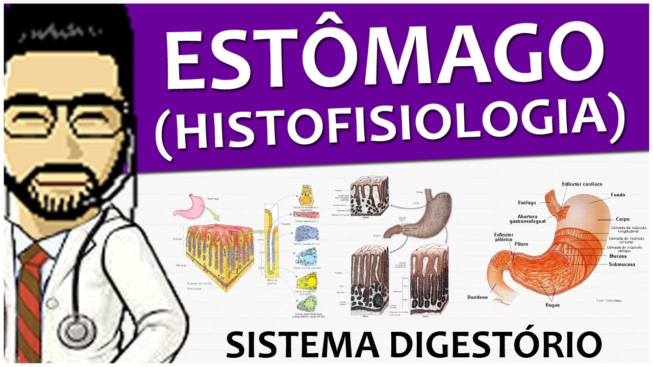 Sistema Digestório 12 - Histologia e Fisiologia do estômago (vídeo aula)