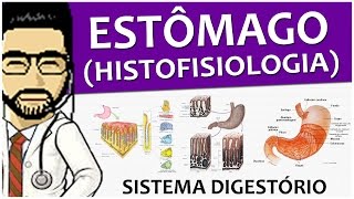 Sistema Digestório 12 - Histologia e Fisiologia do estômago (vídeo aula)