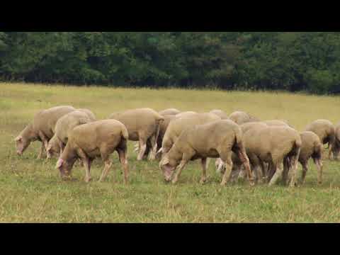 Reč struke ep. 202 11.09.2018. NAJAVA